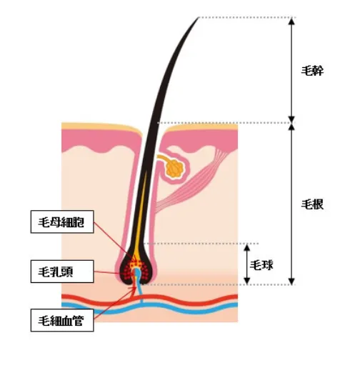 Illustration of hair follicles