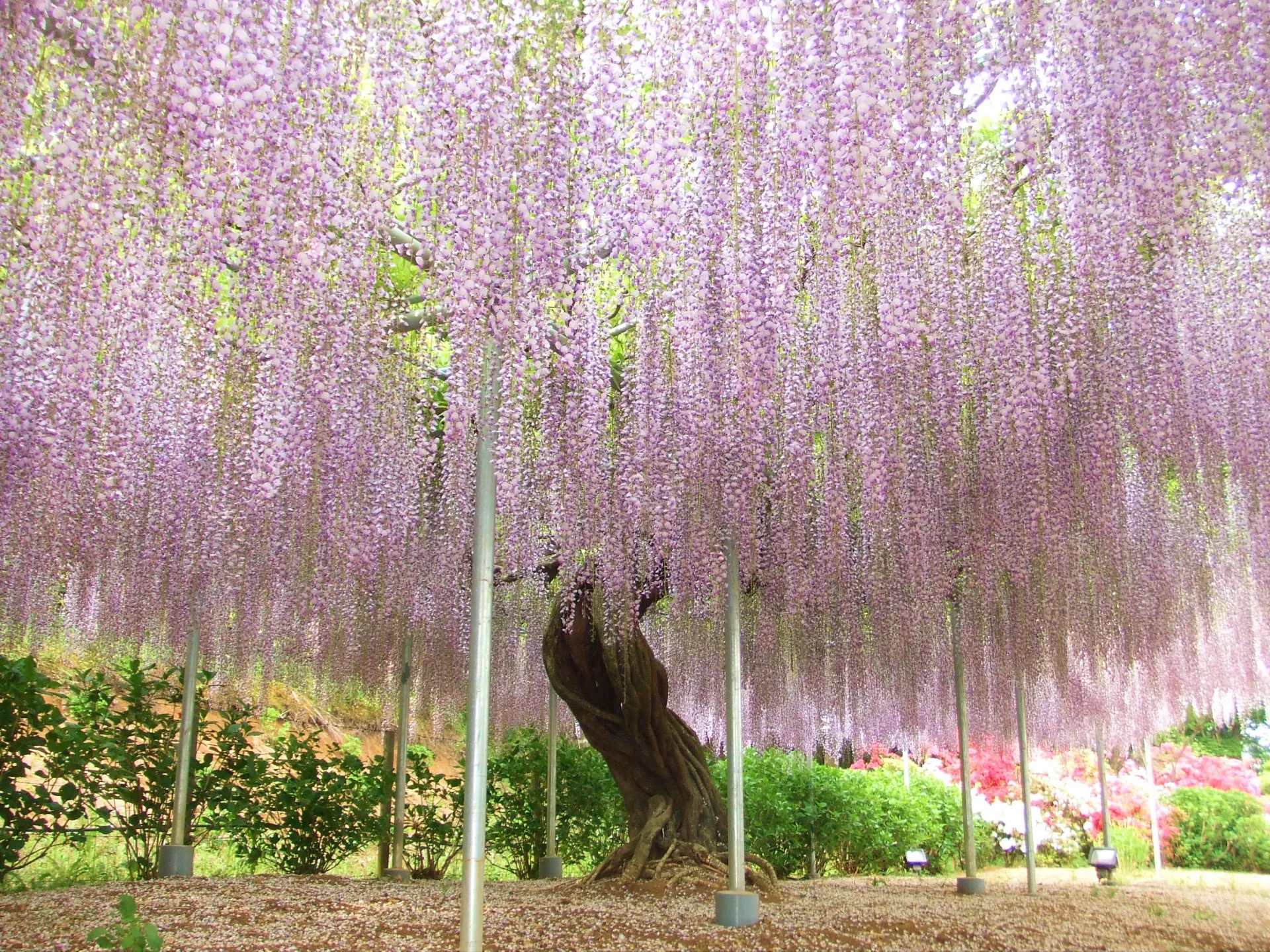 栃木県のふじのはな