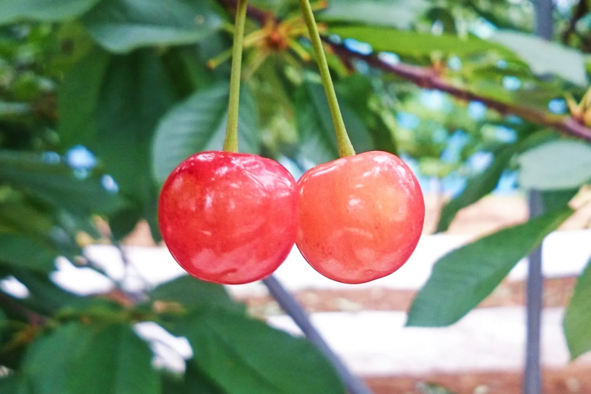 山形県のさくらんぼ