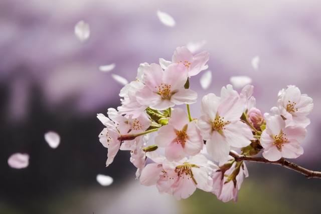 期待は桜のように、綺麗ではかない