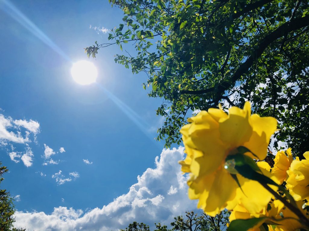 太陽に向かって咲く花　2