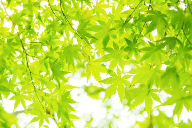 風に揺れる木の葉のささやき、陽だまりのやさしい輝き、肌と肌がふれあう微かなぬくもり。目には見えずとも、ホルモンは静かに、けれど確かに脈打っていた。