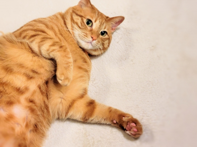 もう食べられにゃい