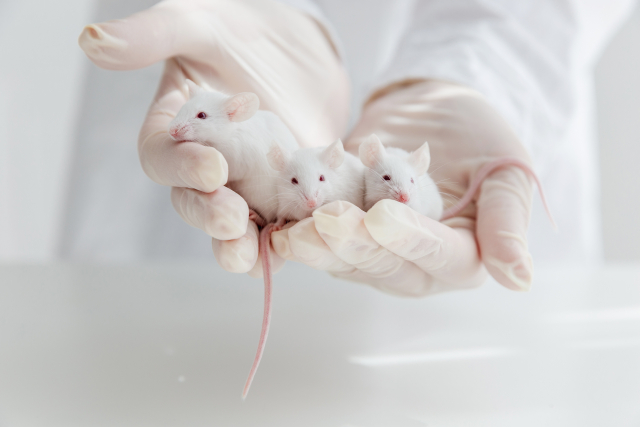 動物実験におけるマウス:
マウスは人間と遺伝的に類似しており、繁殖が早く、遺伝子操作もしやすいため、病気、行動、薬の効果を研究するのに最適なモデル動物とされています。