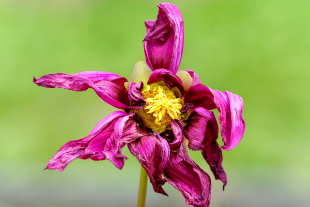 浮気により、美しい関係も枯れていく