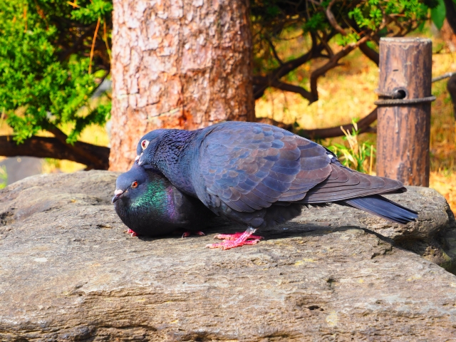 鳥は一羽を選び、空を渡るというのに。どうして人の愛は、こんなにも揺らぎやすいのだろう。