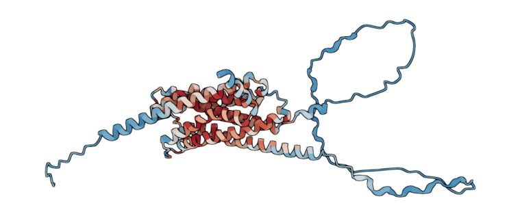 D(4) dopamine receptor