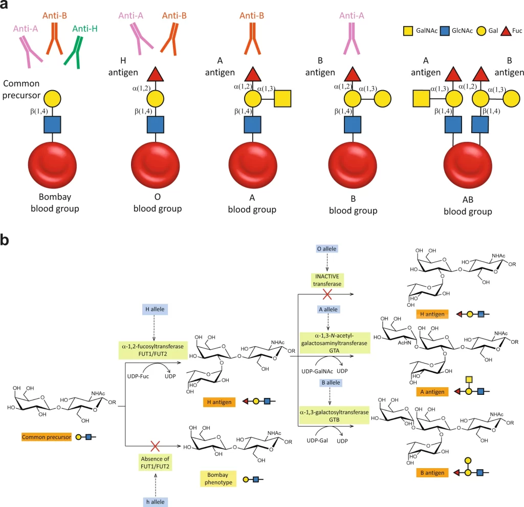 A, B, H, and Bombay antigens in RBCs