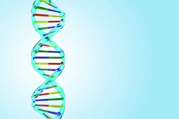 セートレ・ヒョッツェン症候群は遺伝子の異常