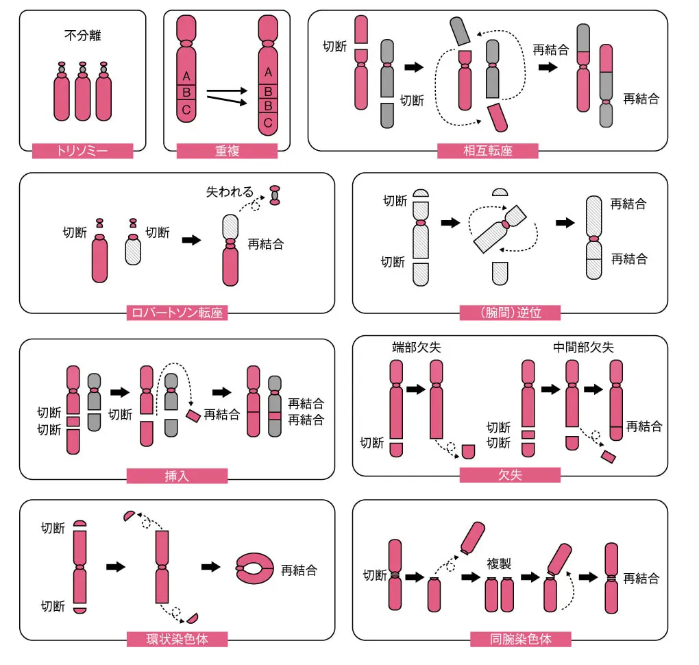 二動原体染色体