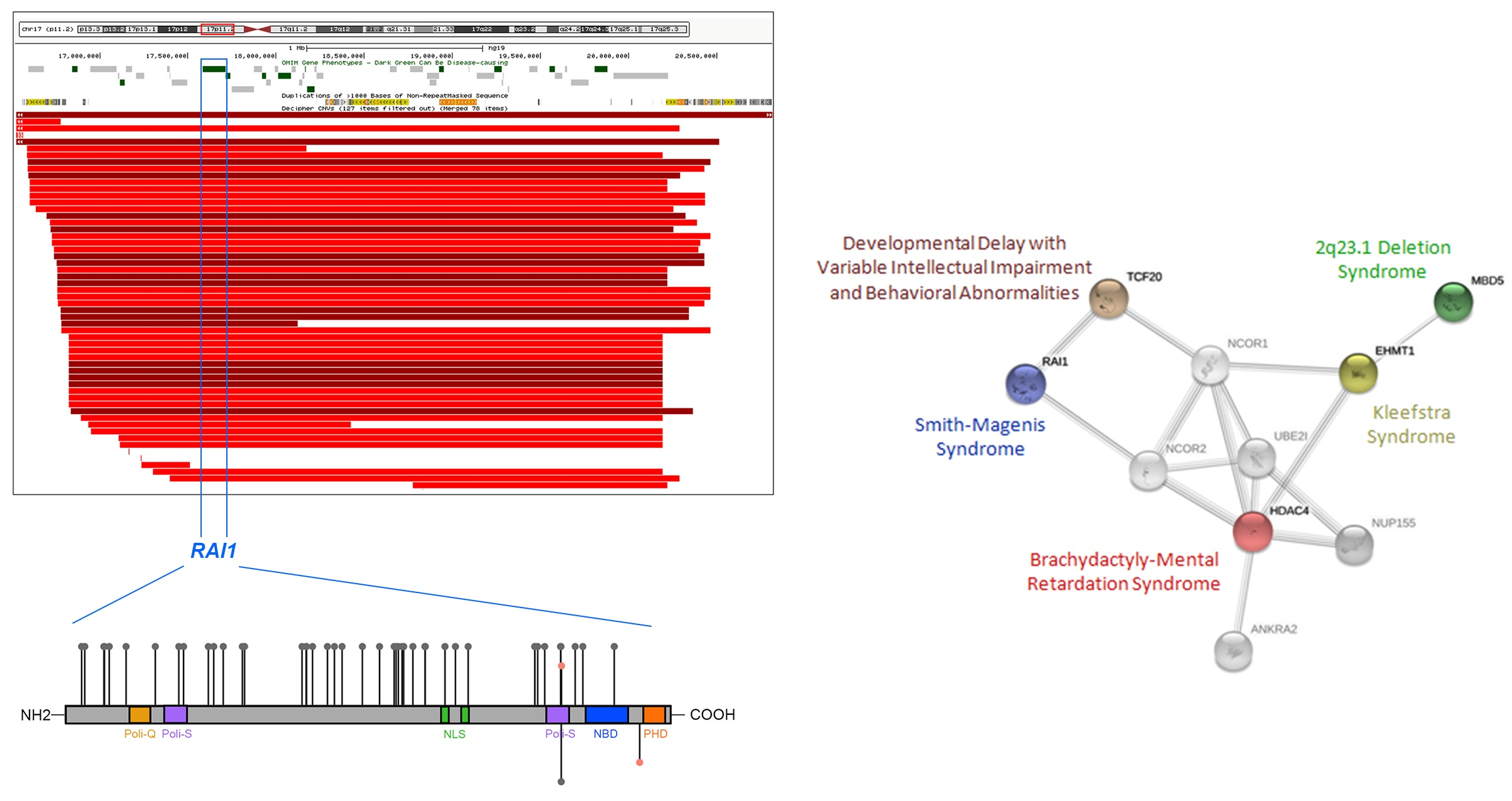 Smith-Magenis Syndrome—Clinical Review, Biological Background and Related Disorders　　