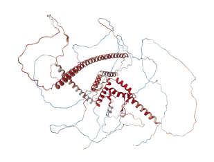 SOX5 Transcription factor SOX-5