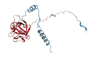 FGF8　Fibroblast growth factor 8