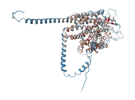 SLCO1B1    Solute carrier organic anion transporter family member 1B1