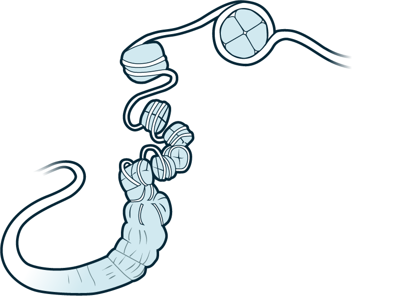 Chromatin strand with histones