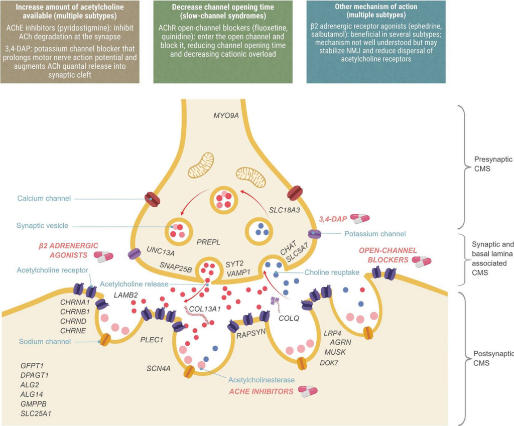 Figure 1. Localization of CMS types and therapeutic strategies.