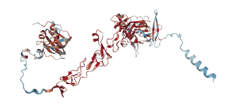 Netrin-1