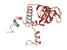 60S ribosomal protein L26