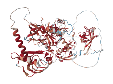 Disks large homolog 4