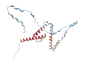 Transcription factor HES-7