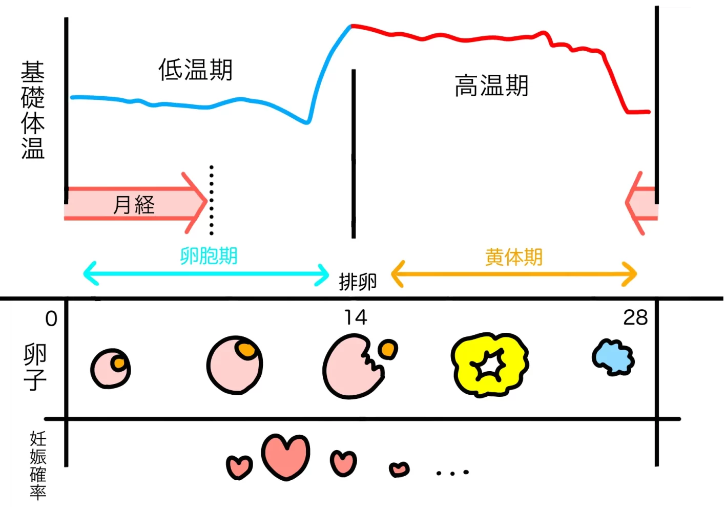 体温変化グラフ